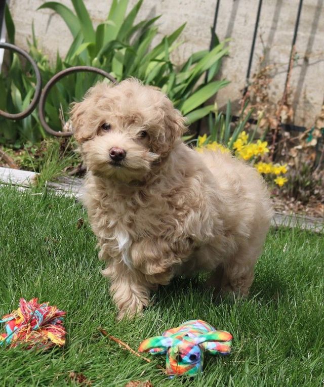 Cairn terrier x sales poodle